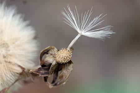 ツワブキの種もテイクオフ！
