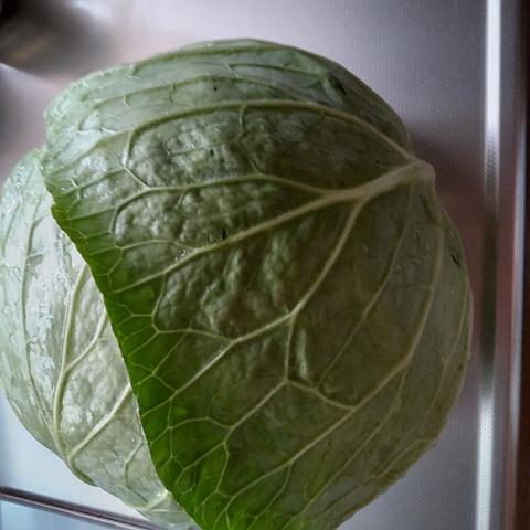 夏野菜が採れ始めました