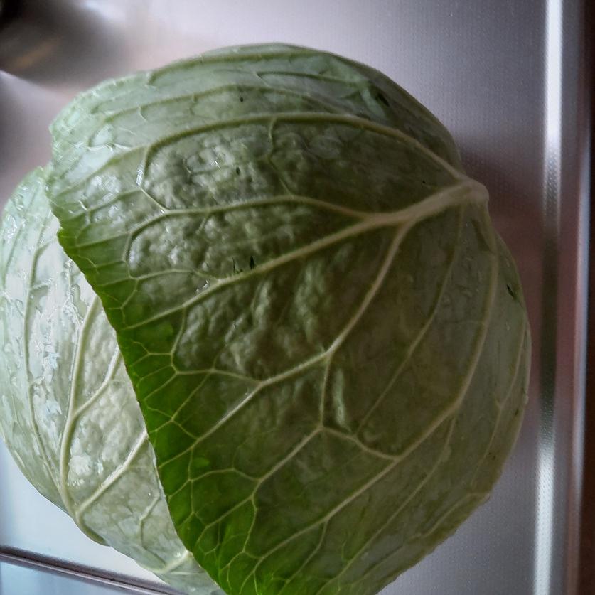 夏野菜が採れ始めました