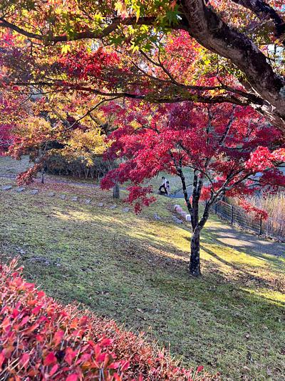 陶芸の森で紅葉狩り