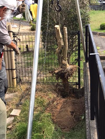 庭木も断捨離スッキリ