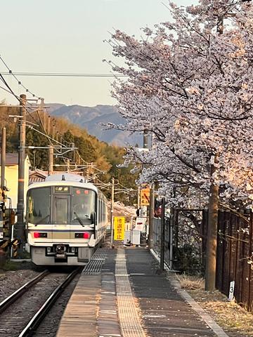 JR油日駅の桜満開です