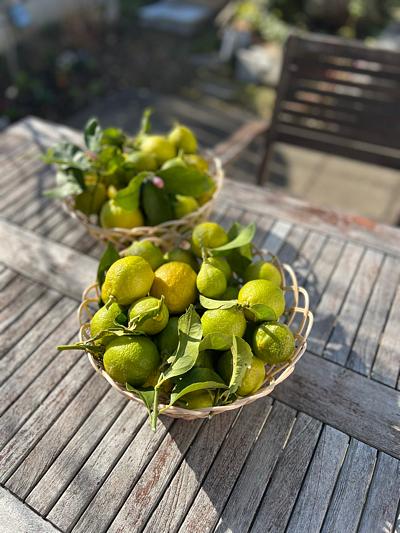 自家製レモンの収穫です