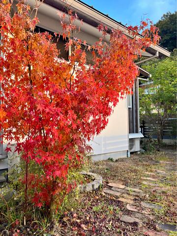 やっと真っ赤になりました