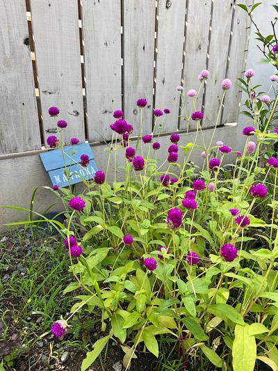 センニチコウの花