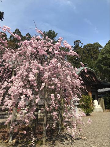 春爛漫の建部大社大津市神領