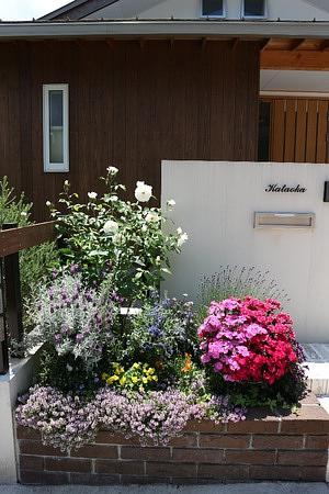 宿根草咲きました！