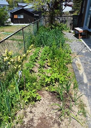 夏野菜の植えつけ準備