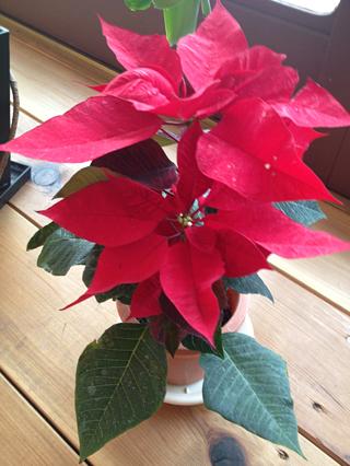 クリスマスカラー