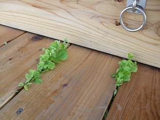 覚えてる？オキザリスさんのこと