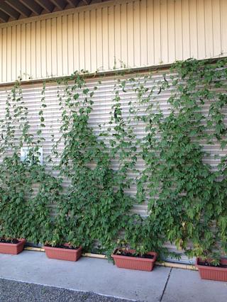 ゴーヤの生長日記５