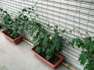 ゴーヤの生長日記３