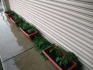 ゴーヤの生長日記３・・・のつづき