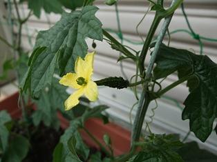 ゴーヤの生長日記２