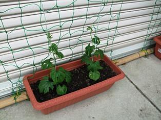 ゴーヤの生長日記１