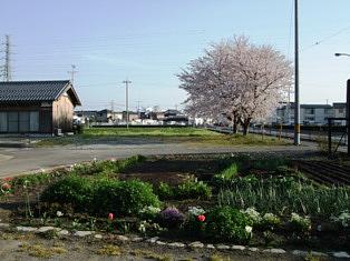 花よりBENTO．？？？