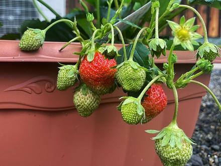 いちごが実ってます！