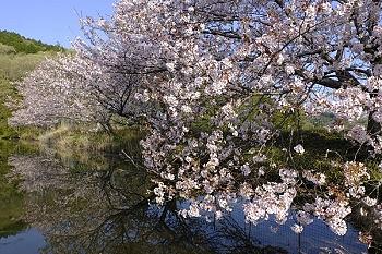 水辺の桜