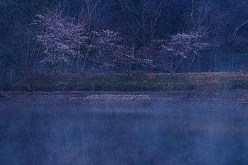 桜と朝霧