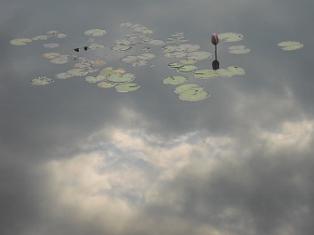 スイレン池とphoto更新＾＾