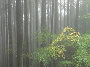 仰木の山とphoto更新＾＾