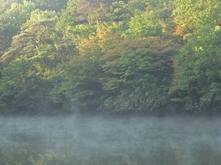 朝靄に色づき始めた木々
