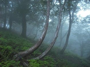 霧のブナ林