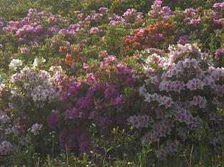 今日の朝景とphoto更新