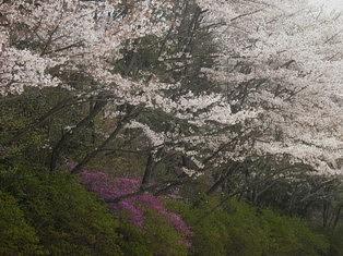 桜とミツバツツジ