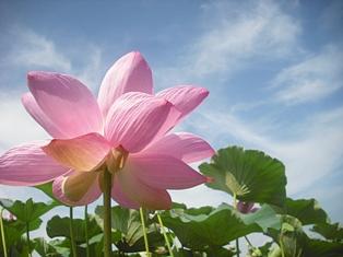 蓮と花火とphoto更新＾＾