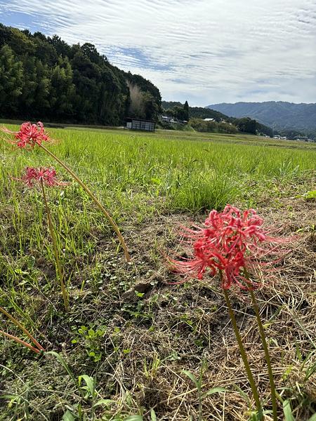 明日は咲楽とあるきだす