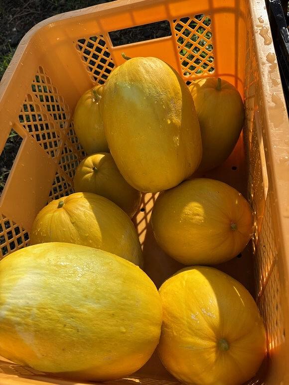 まくわうり、完売！