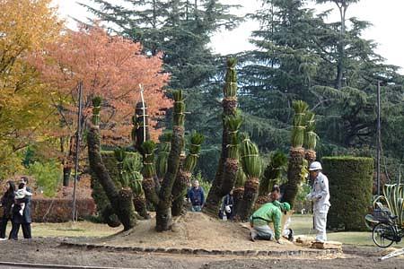 ソテツの冬支度