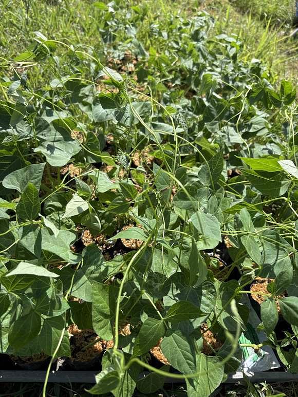 ジャンボインゲン、インゲン豆、細インゲン豆、キュウリの苗定植