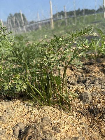 草刈りと鹿対策を施しました