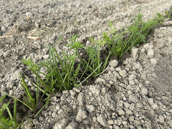 にんじんの葉が大量にやられる