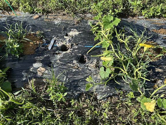 電柵効果なしか・・・