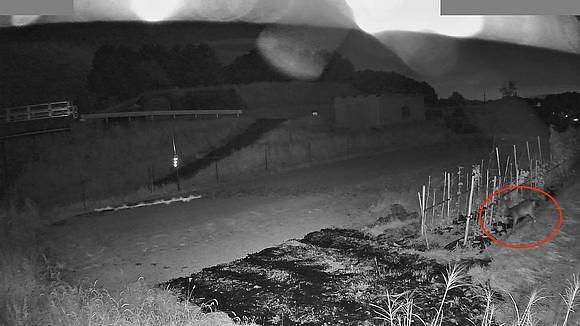 鹿の侵入対策にカメラは役立つか？