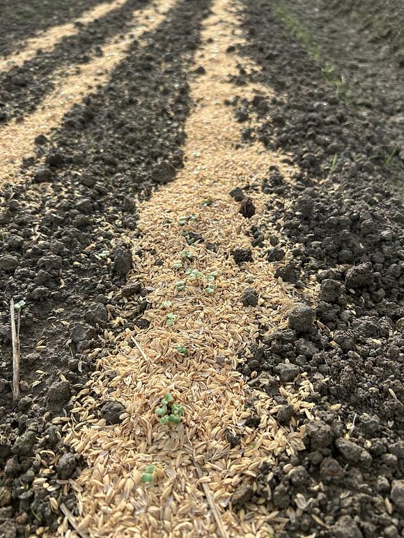 先日撒いた種から早速芽が出ました