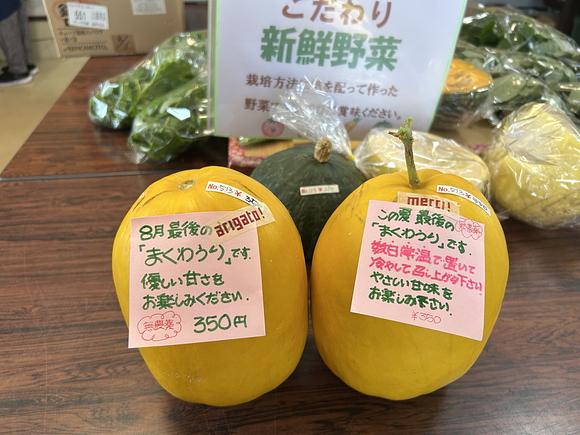 今年最後のまくわうり