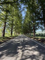 メタセコイア並木