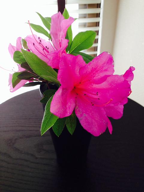 いいことあるかも！