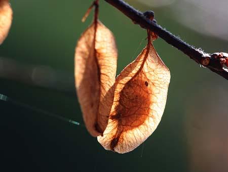 樹齢約300年と推定される「アキニレ」