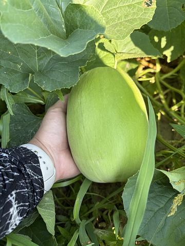 仰木地域共生協議会の画像