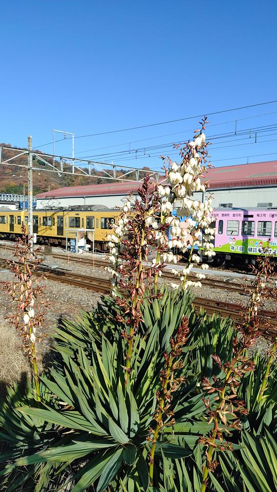 彦根駅のアスパラガスその後