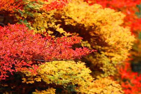 ドウダンツツジとヤマモミジの紅葉