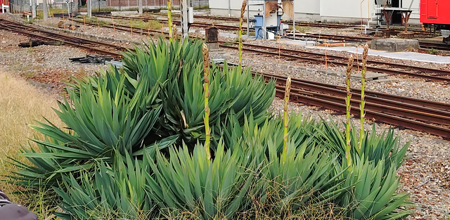 彦根駅のアスパラガス