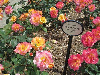 茨木若園バラ園－２