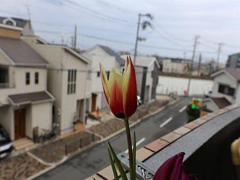 咲いた！チューリップ