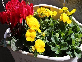 ささやかガーデン